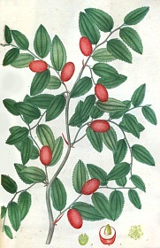 Jujubier. Planche extraite du Traité des arbrisseaux et des arbustes cultivés en France et en plaine, paru en 1825