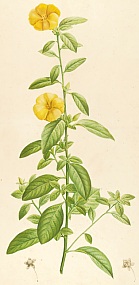 Fleur de lin. Planche extraite de Description des plantes rares cultivées à Malmaison et à Navarre paru en 1813