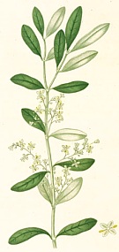 Olivier cultivé à fleurs obtuses. Planche extraite du Traité des arbres fruitiers paru en 1824