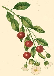 Cerisier. Planche extraite de La flore et la pomone française paru en 1828-1833