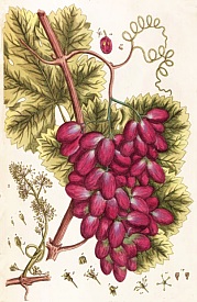 Raisin. Planche extraite de l'herbier d'Elizabeth Blackwell (1737-1739)