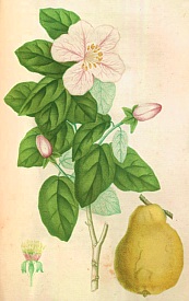Cognassier. Planche extraite du Traité des arbrisseaux et des arbustes cultivés en France paru en 1825