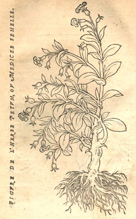 Figure de l'herbe petum, ou Medicée femelle. Gravure extraite de l'Instruction sur l'herbe petum (1572)