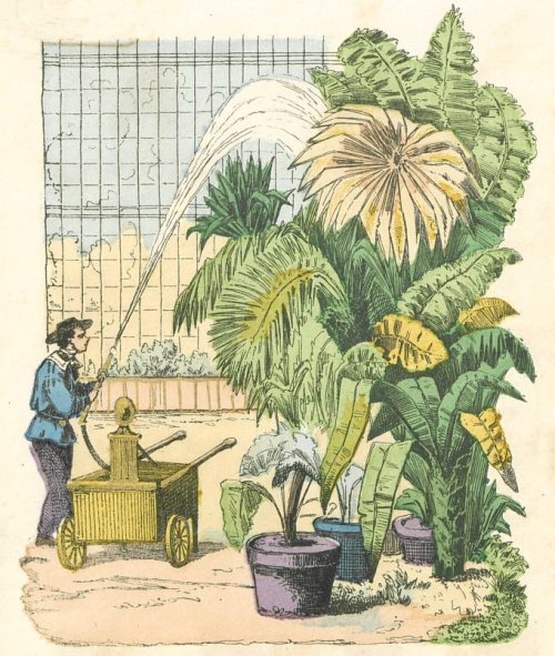L'intérieur de la serre du Jardin des Plantes en 1865