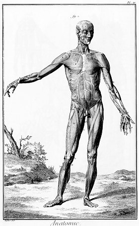 Planche anatomique du XVIIIe siècle tirée de l'Encyclopédie ou Dictionnaire Raisonné des Sciences, des Arts et des Métiers