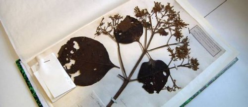 Les plus vieux spécimens de quinquina au monde, collectés par Jussieu