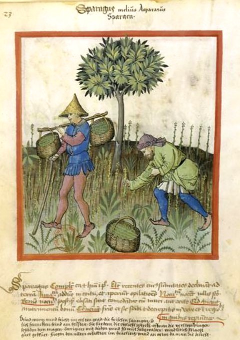 Récolte des asperges. Enluminure extraite du Tacuinum sanitatis (XVe siècle)
