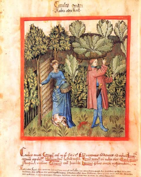 Récolte des choux. Enluminure extraite du Tacuinum sanitatis (XVe siècle)