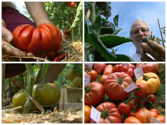 Les trésors de Pascal Antigny, collectionneur de tomates, à Quierzy-sur-Oise dans l'Aisne