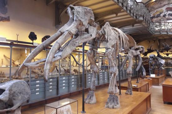 Archéobélodon Filholi exposé dans la galerie de Paléontologie du Muséum national d'Histoire naturelle