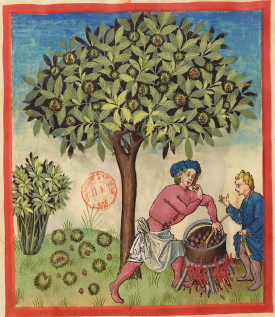 Châtaignes. Enluminure extraite du Tacuinum sanitatis (Tableau de santé) dans sa version latine illustrée du milieu du XVe siècle (manuscrit de la BnF, cote 9333)