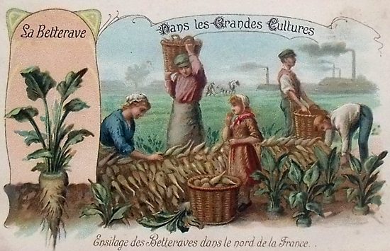 Ensilage des betteraves à sucre dans le nord de la France
