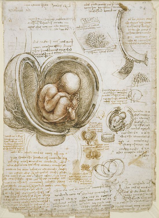 Études du foetus dans l'utérus. Esquisses de Léonard de Vinci réalisée vers 1511