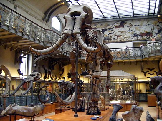 Squelette de Mammuthus meridionalis au Muséum national d'histoire naturelle de Paris