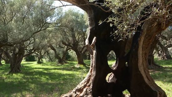 L'oliveraie des Laures à La Farlède où chaque arbre est une œuvre d'art