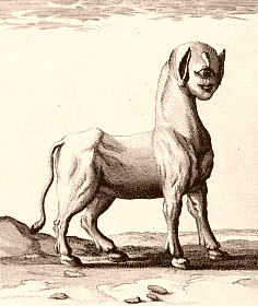 Monstre dessin� par Feuill�e et qu'il aurait aper�u le 26 ao�t 1708 � Buenos Aires