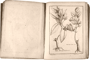 Planche extraite de l'Histoire des plantes m&eacute;dicinales de Feuill&eacute;e