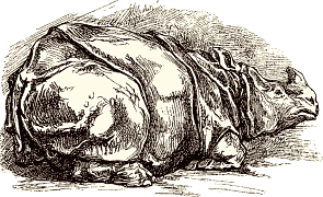 Rhinoc�ros, par Auguste Lan�on