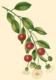 Cerisier