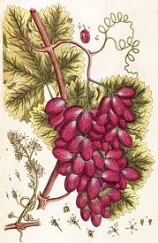 Raisin