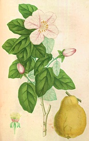 Cognassier