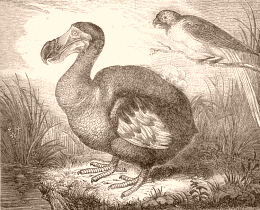 Le dronte ou dodo