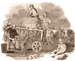 Vendangeurs. Les cultivateurs foulent le raisin dans la cuve, sur la charrette même qui a parcouru la vigne pour recevoir la récolte. Cela n'avait lieu en France au XIXe siècle que chez les paysans trop pauvres pour posséder un pressoir.