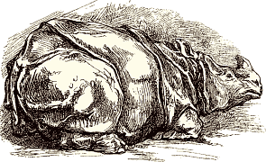 Rhinocéros, par Auguste Lançon