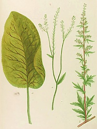 Raifort sauvage. Planche extraite de Phytanthoza iconographia paru en 1737-1745