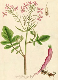 Radis. Planche extraite de l'herbier d'Elizabeth Blackwell (1737-1739)