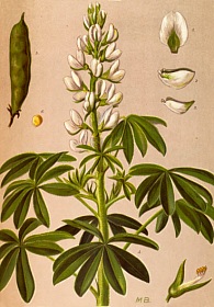 Lupin blanc. Planche extraite des Plantes médicinales les plus récentes et les plus importantes, paru en 1898