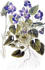 Violette de Parme