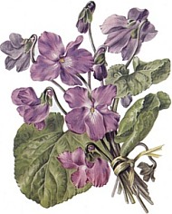 Violette La France