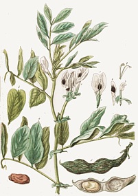 Fèves. Planche extraite de l'herbier d'Elizabeth Blackwell (1737-1739)
