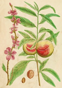 Pêcher. Planche extraite de l'herbier d'Elizabeth Blackwell (1737-1739)