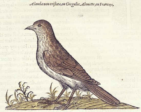 L'alouette. Planche extraite de l'Histoire de la nature des oiseaux, de Pierre Belon (1555)