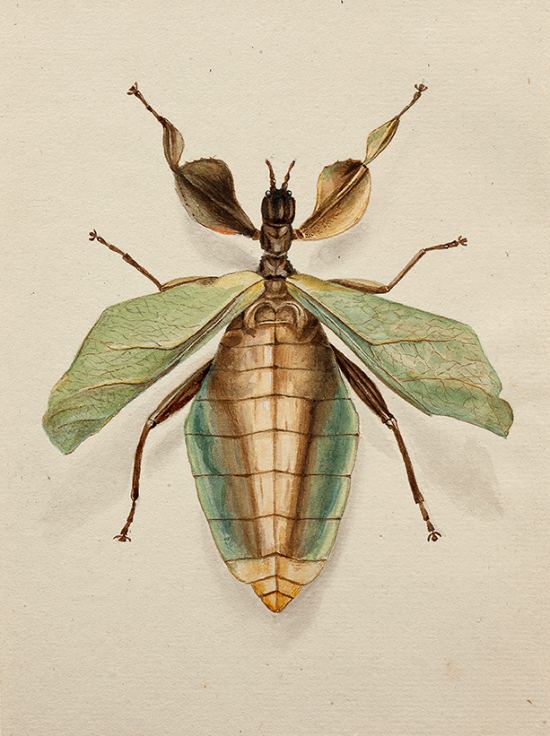 Aquarelle préparatoire de Reinold Audebert à l'édition de l'ouvrage de Guillaume-Antoine Olivier sur l'histoire naturelle des insectes