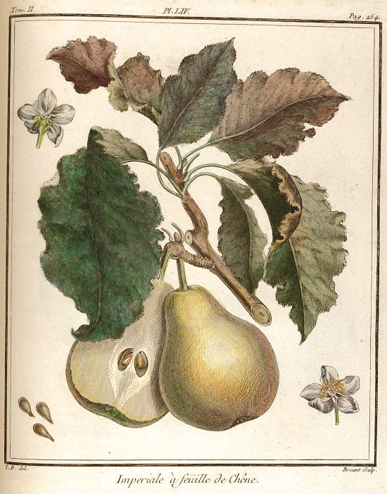Planche extraite du Traité des arbres fruitiers contenant leur figure, leur description, leur culture, etc. (Tome 2) paru en 1768