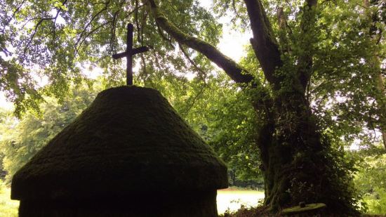 L'aulne de Saint-Pardoux, à Sardent (Creuse)
