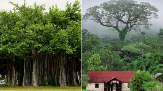 Le Banian de La Réunion (à gauche) et le Fromager de Guyane (à droite)