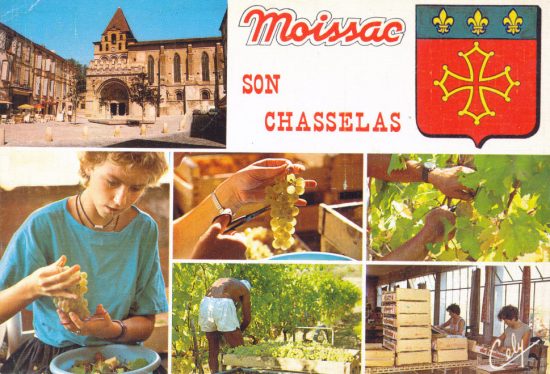 Moissac et son chasselas