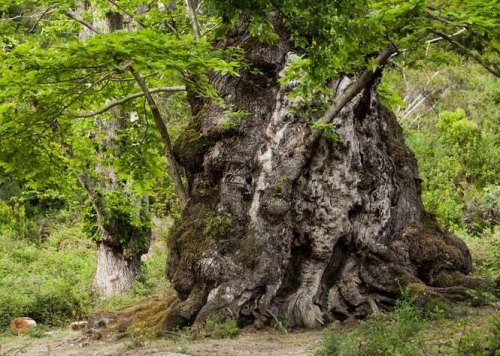 Châtaignier de Pianello (Corse), Arbre de l'année 2014