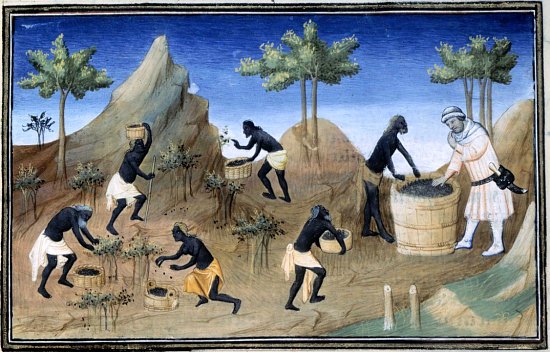 La récolte du poivre à Coilun. Enluminure extraite de l'édition de 1412 du Livre des Merveilles du monde de Marco Polo