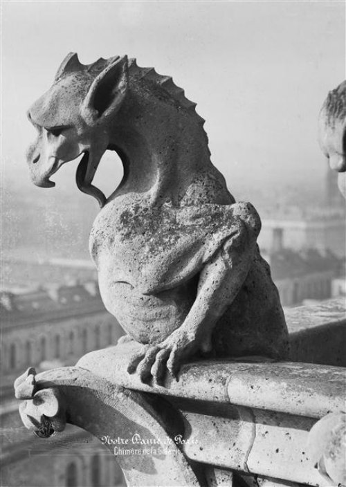 Chimère de la galerie de la façade ouest de la cathédrale Notre-Dame de Paris