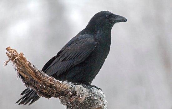 Le corbeau