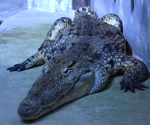 Le crocodile des égouts de Paris dans son bassin à Vannes