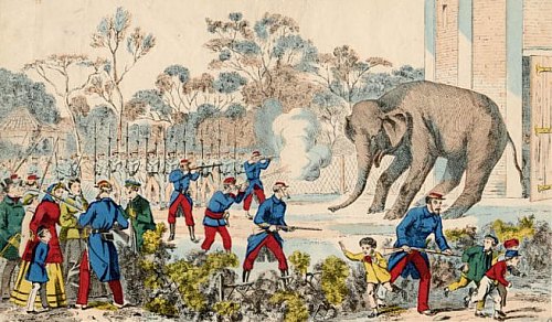 Abattage de l'éléphant du Jardin des Plantes lors du siège de Paris