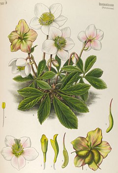 Ellébore noire
