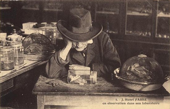 Jean-Henri Fabre, naturaliste, entomologiste et écrivain, en observation dans son laboratoire