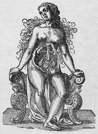 Anatomie de la femme enceinte (par le médecin suisse Jakob Rüff, XVIe siècle)